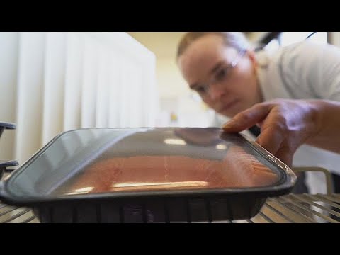 Projeto europeu desenvolve sensor anti-desperdício alimentar