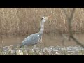 Heron With A Pike