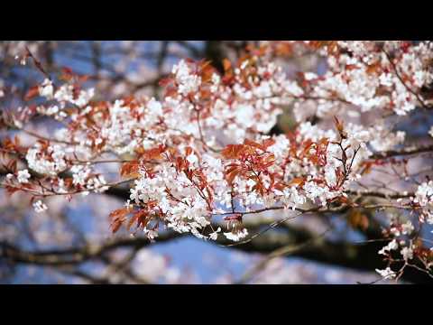 発心公園の桜@福岡県久留米市【福岡観光紹介ショートムービー】