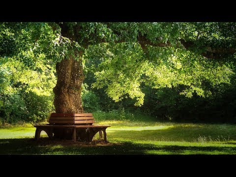 Beautiful Relaxing Music: Pachelbel - Forest Garden