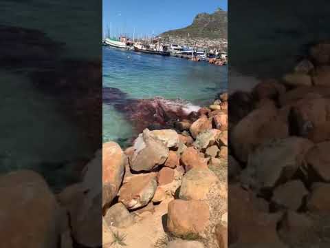 Shark attack at Hout Bay, Cape Town