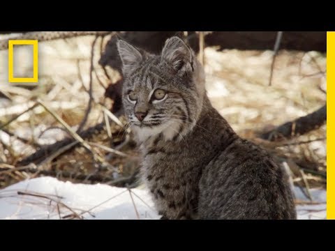 ボブキャットのカブスがママの食べ物を盗む｜ナショナルジオグラフィック (Bobcat Cubs Steal Mom's Food | National Geographic)