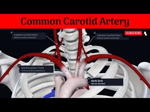 Common Carotid Artery #Anatomy #mbbs #education #bds #headandneckanatomy #arteries