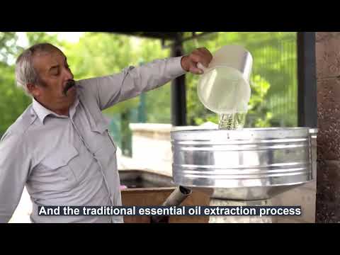 Beautiful Rose Harvesting and Rose Essential Oil Processing in Factory   Essential oil industry