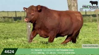 2 Toro PC - Gregorio Aberasturi - Plaza Ganadera