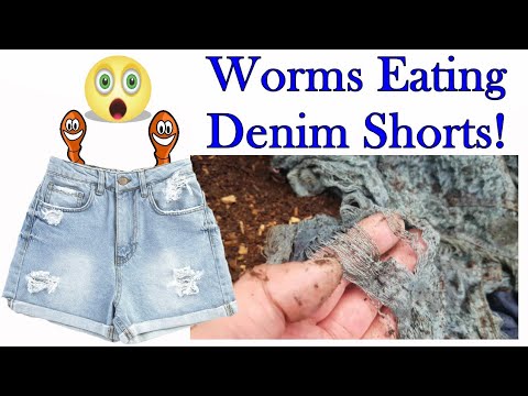 Composting Clothes with Worms Weeks 29 to 40
