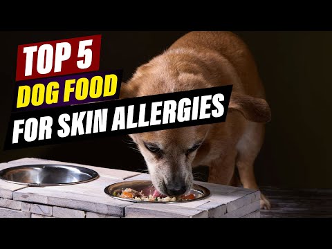Best Dog Food for Skin Allergies: Relieve Itch & Improve Coat Health