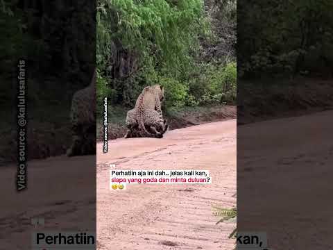 Wanita memang susah dimengerti.. ya kan guys.. 😭😅 #subscribe #share #wildlife