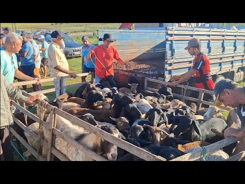 FEIRA DE CAPRINOS E OVINOS DE LAGOA DE PEDRAS-RN 01.06.2026