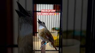 Download lagu PANCINGAN SRDC BIKIN EMOSI LAWAN🔥‼️ #kicaumania #srdc #burungsrdc #srdcgacor #burung #birds  #fyp mp3