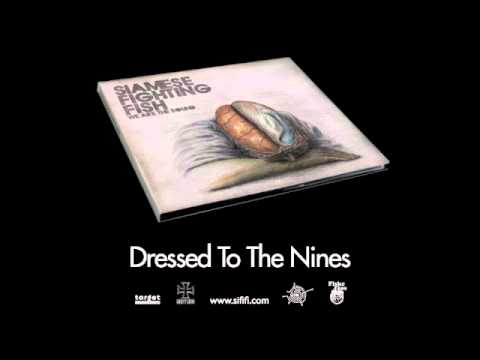 Siamese Fighting Fish - Dressed To The Nines