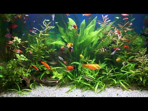 Relaxing aquarium. Красивый аквариум с рыбками