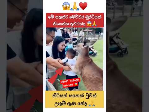 අම්මෝ මේ සත්තුන්ට මෙච්චර බුද්ධියක් 😱