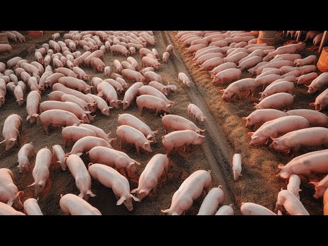 , title : 'Crianza de cerdos a campo abierto o al aire libre: Aspectos importantes a saber'