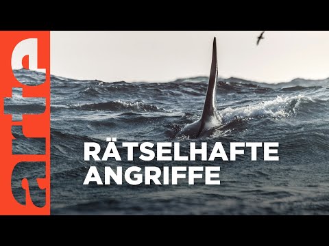 Beware Orcas! Danger off Gibraltar | HD Documentary | ARTE