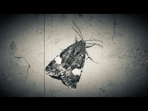 The Kindred - Memento (Official Music Video)