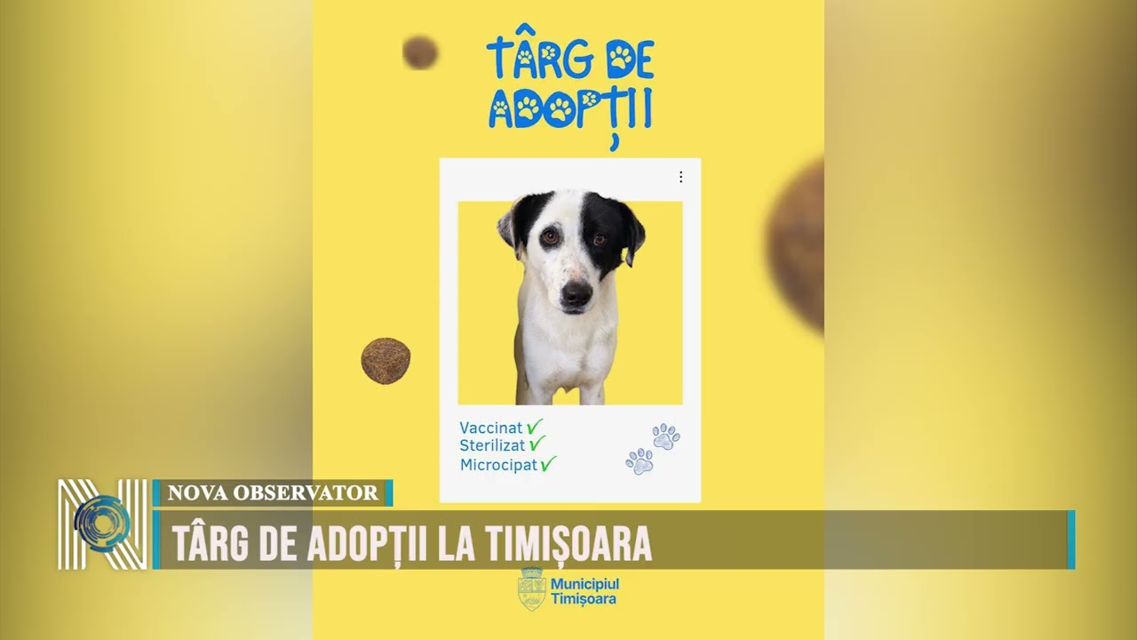 Târg de adopții la Timișoara
