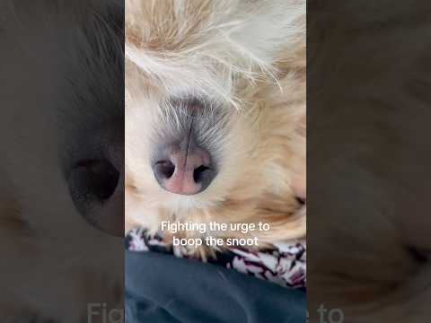 Must resist the boop!