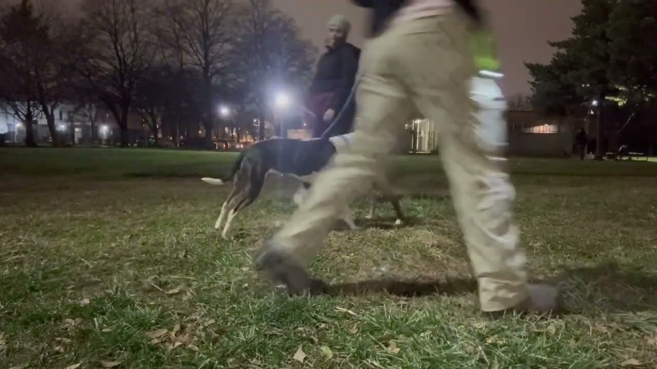 Enlarge Bastian, an adopted Pit Bull Terrier in Chicago, IL video 5/5