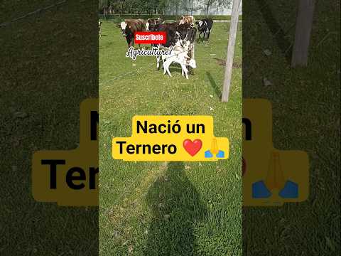 Ternero Normando|Cota Cundinamarca #ternero