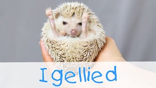 Igellied - Tierlieder für Kinder II Kinderlieder