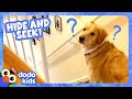Play Hide And Seek With This Sneaky Pup Dodo Kids Animal Videos