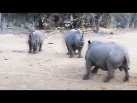 Male Rhino Versus Mother and Calf