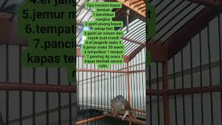 Download lagu RAWATAN  KAPAS TEMBAK AGAR CEPAT BUNYI DAN GACOR‼️ mp3