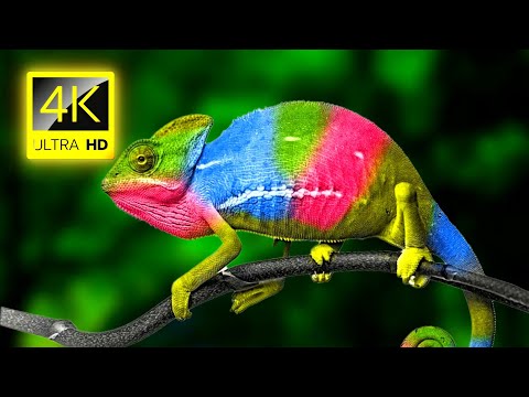 Chameleon - 4K Video - Chameleon Changing Color - 4K Animals Collection with Nature Sounds