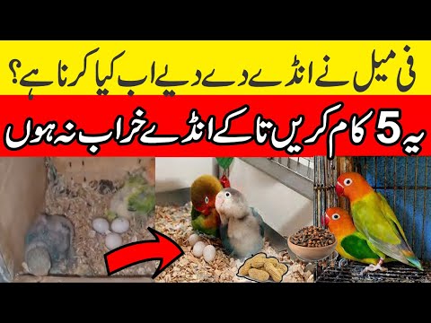Love birds have laid eggs, what to do now | soft food for lovebirds | love birds chicks food