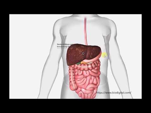 Aufbau und Funktion der Leber