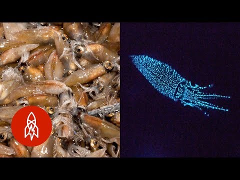 暗闇で光るディナー (The Dinner That Glows In the Dark)