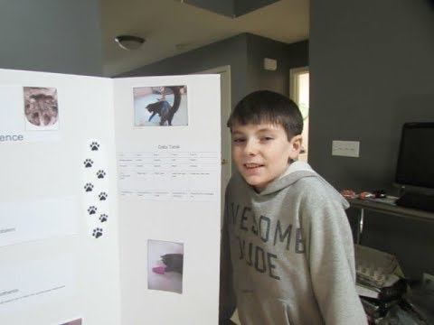 PAW PREFERENCE IN CATS - A science fair project, REESE AND NOAH