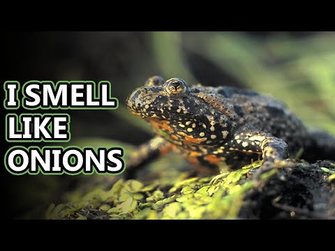 Fire Belly Toad facts: stomachs are lit | Animal Fact Files