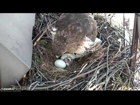 Two Eggs Hatching On Cornell Hawks Cam! – April 23, 2018