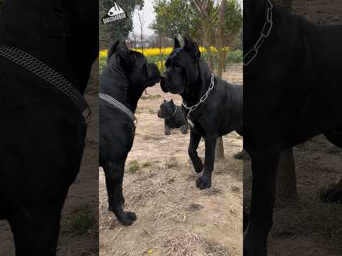 Most Aggressive Cane Corso Fight #shorts
