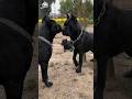 Most Aggressive Cane Corso Fight Shorts