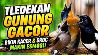 Download lagu TLEDEKAN GUNUNG GACOR POLL BIKIN KACER DAN SRDC IKUT GACOR EMOSI mp3