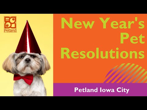 Pet New Years Resolutions