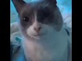 Cat Gulping He Is Very Scared And Nervous