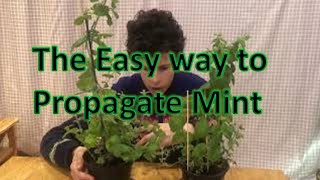 How to easily propagate mint plants from cuttings