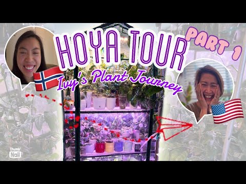 🇺🇸 Hoya Tour (pt.1) | Visiting Ivy’s Hoya Jungle 🌸🌱| Greenhouse | Care Tips | Grow light Setup