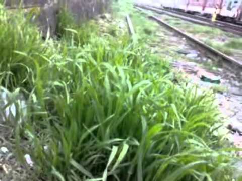 Železničná stanica Galanta dňa 4.4.2011