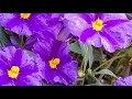 Abba The Winner Takes It All 1 Hour Music
