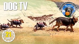Entertaining Dog TV Video for Dogs to Watch 🐶 21 Hours Dogs Playing 🐶 Anti Anxiety Dog Music