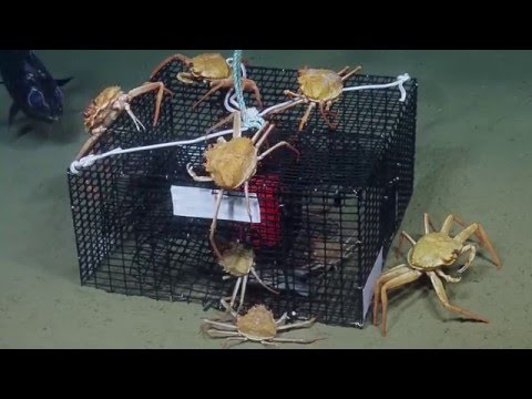 Baited "Crab Shack" Recovery | Nautilus Live