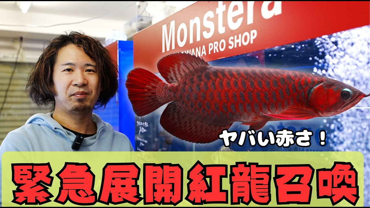 『急上昇アロワナ』ヤバい紅龍を入荷！大型魚専門店モンステラの勢いが凄い！＃アロワナ　＃アジアアロワナ