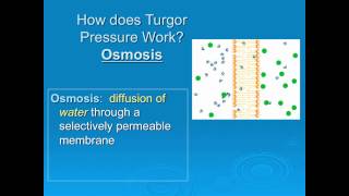 Turgor Pressure