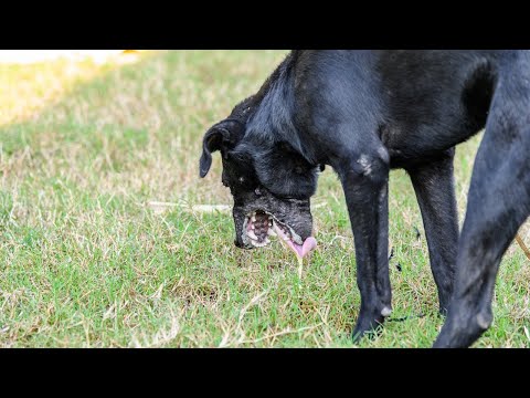 YouTube video about How to Soothe a Dog's Upset Stomach and Stop Vomiting