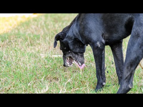 How to Settle a Dog's Stomach - 4 Most Effective Methods